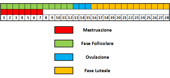 Ciclo mestruale